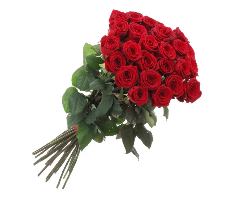 31 punast roosi 70cm