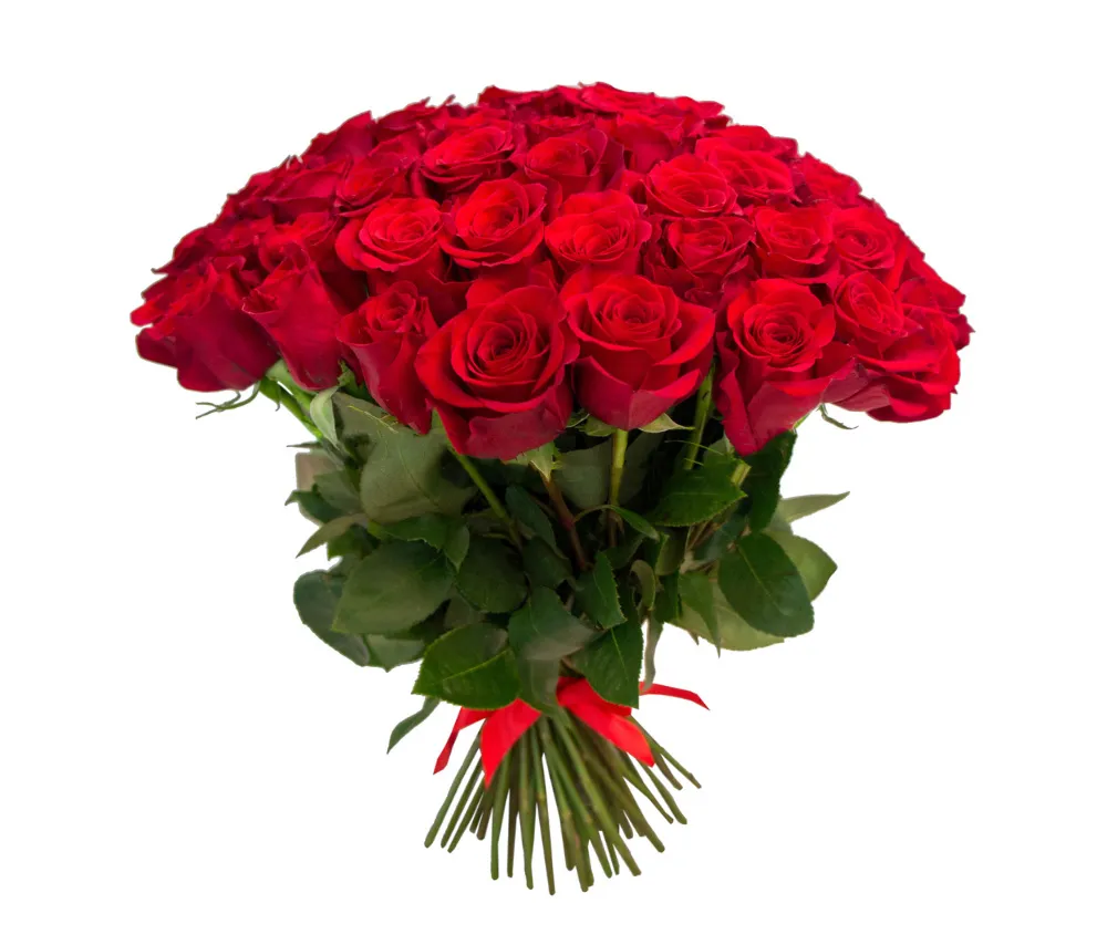 51 punast roosi 50cm