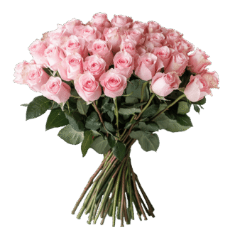 31 roosat roosi 50cm